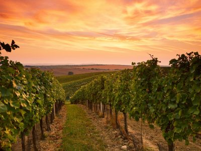 Famous Vineyards and More: What It’s Like Living in Niagara