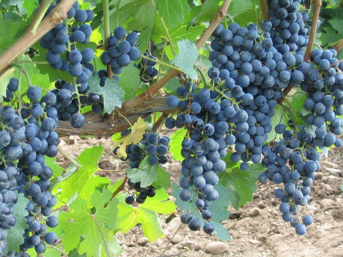 Grapes growing in a Niagara Region vineyard