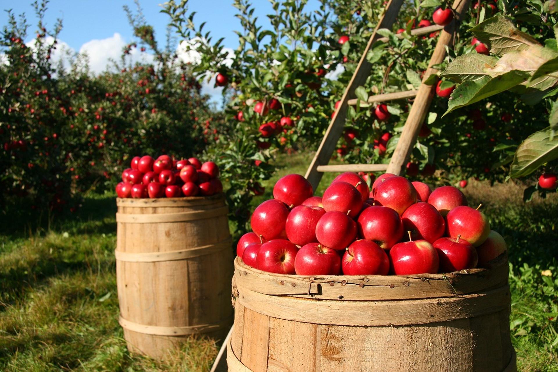 Two bushels of apples in an orchard